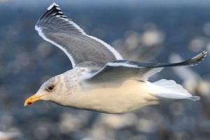 Птахи далекого сходу Птахи далекого сходу